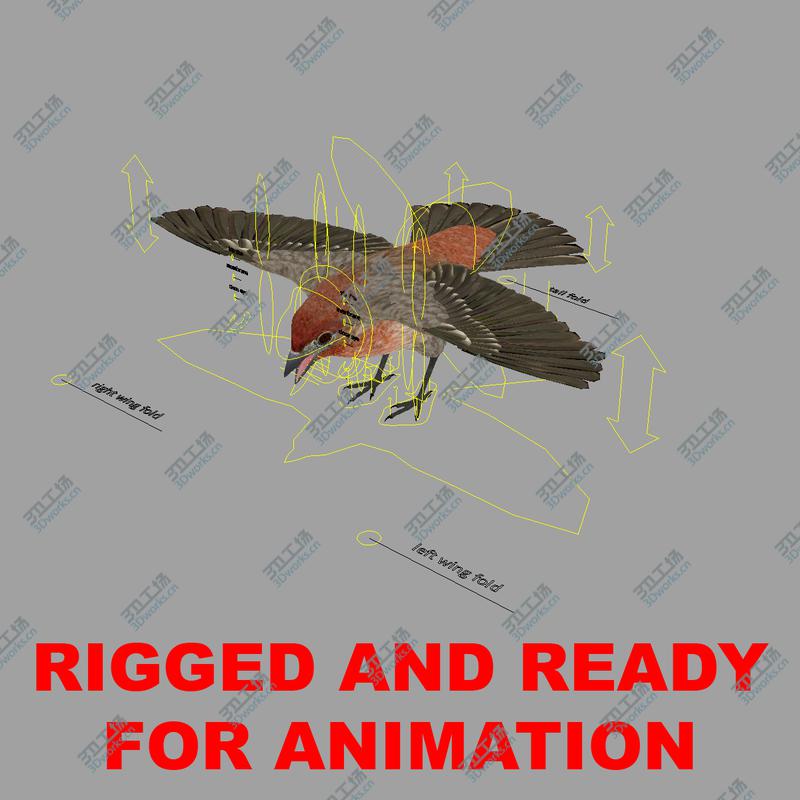 images/goods_img/202104092/Haemorhous Mexicanus 'House Finch'/3.jpg